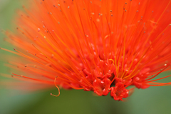 Combretum rotundifolium