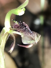 Chiloglottis curviclavia