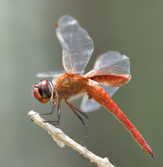 Tramea abdominalis