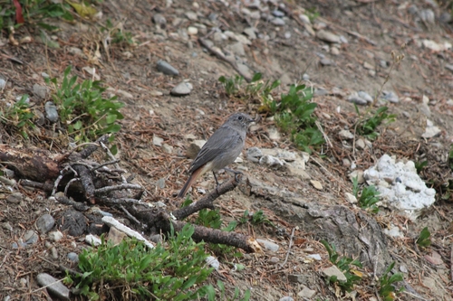 Black Redstart