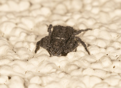 Stephanopis altifrons