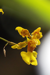Oncidium baueri