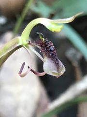 Chiloglottis curviclavia