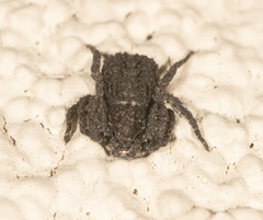 Stephanopis altifrons