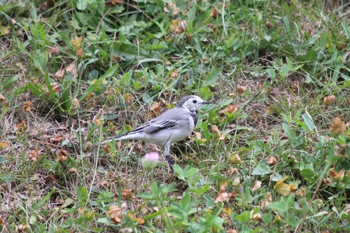 White Wagtail