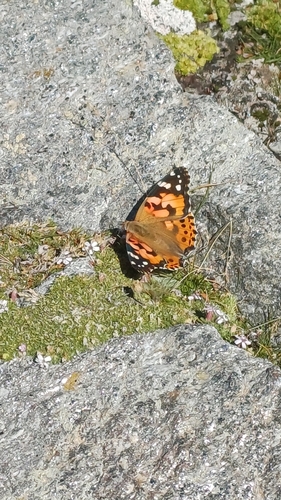 Painted Lady