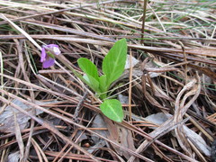 Viola gmeliniana