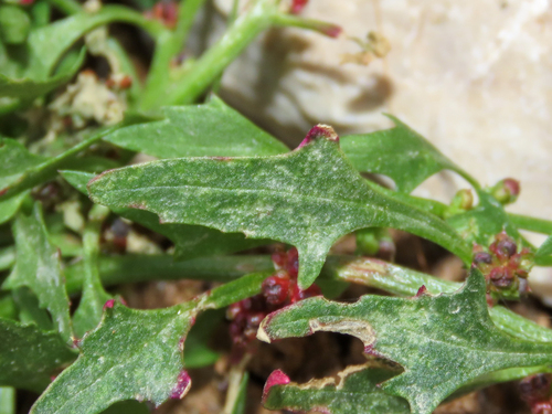 Blitum virgatum, photograph 3