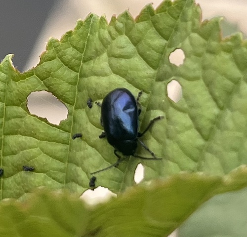 Alder Leaf Beetle
