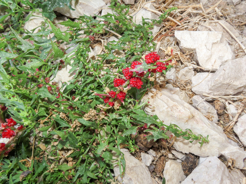 Blitum virgatum, photograph 2