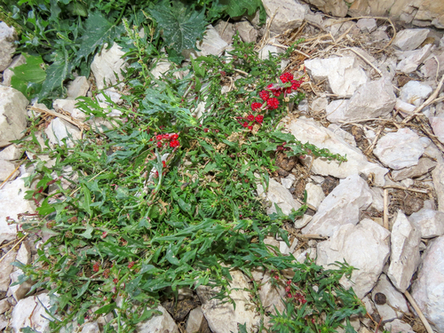 Blitum virgatum