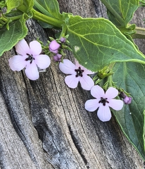 Teedia lucida, photograph author not stated, no rights reserved