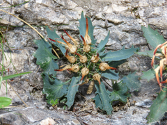 Physoplexis comosa