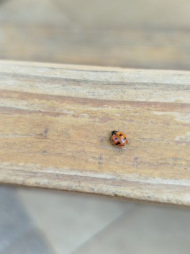 Eleven-spotted Ladybird Beetle
