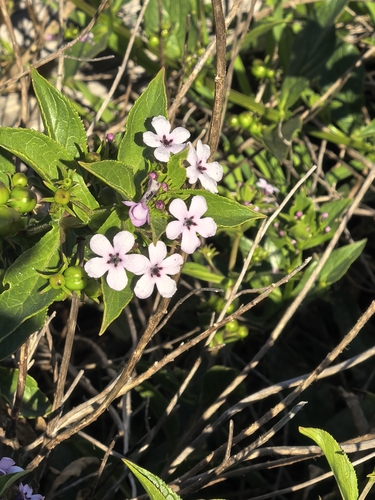 Teedia lucida, photograph 2