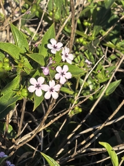 Teedia lucida, photograph author not stated, no rights reserved