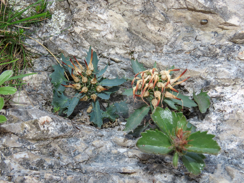 Physoplexis comosa, photograph 1