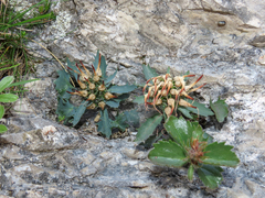 Physoplexis comosa, photograph (c) Emanuele Santarelli, some rights reserved (CC BY-SA)