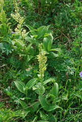 Veratrum oxysepalum