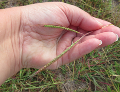 Dichanthium aristatum