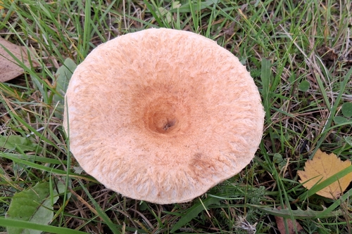 Woolly Milkcap