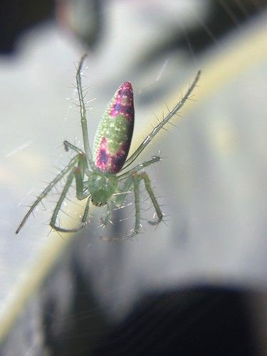 Slender Green Orbweaver
