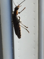 Cantharis