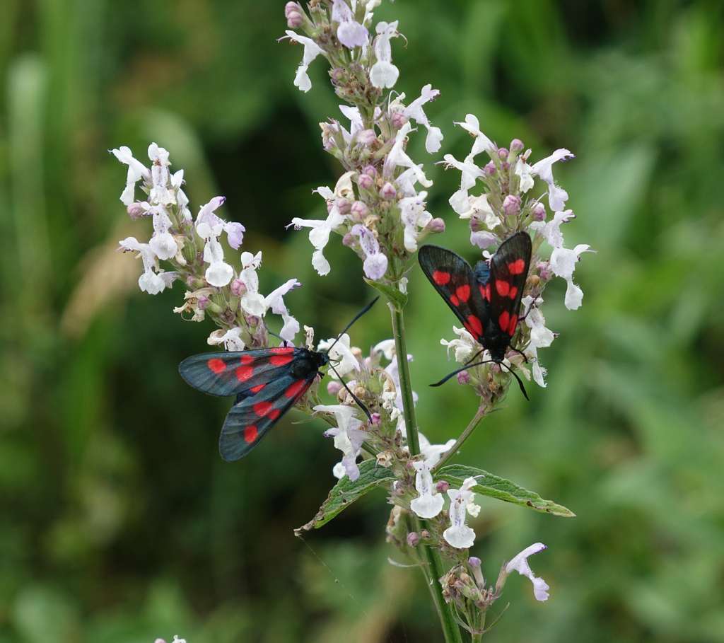 Nepeta nuda; photograph (c) Oleg Kosterin, some rights reserved (CC BY)