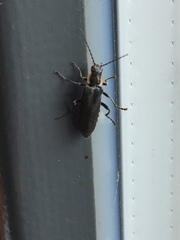 Cantharis