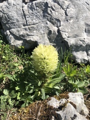 Campanula thyrsoides