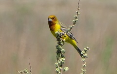 Emberiza bruniceps