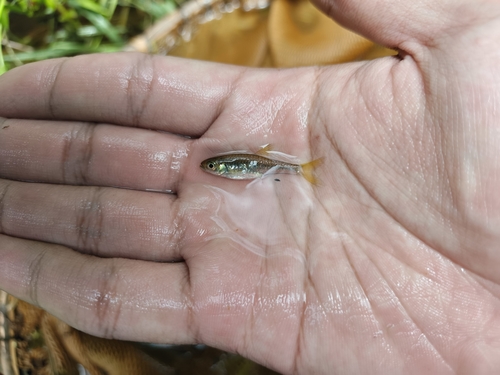 Bangka rasbora