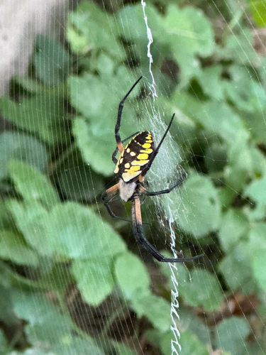Yellow Garden Spider