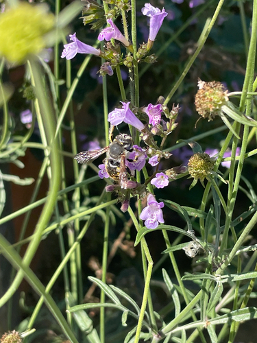 European Woolcarder Bee
