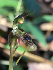 Chiloglottis diphylla