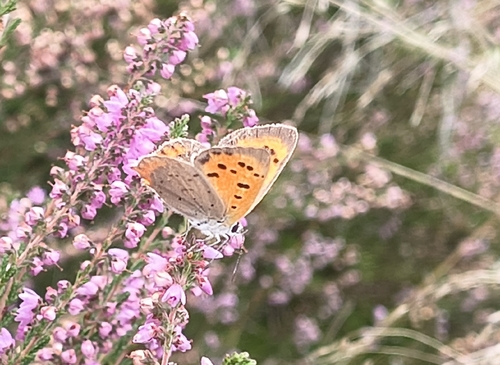 Small Copper