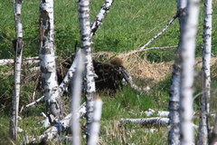 Marmota kastschenkoi