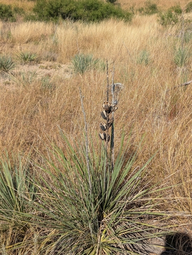 Great Plains yucca