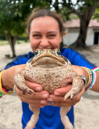 Cururu Toad