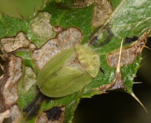 Thistle Tortoise Beetle