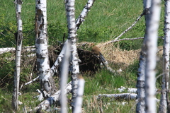 Marmota kastschenkoi