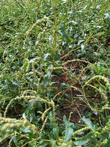 Tatrian Saltbush