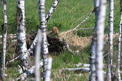 Marmota kastschenkoi