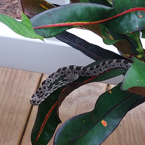 Central Ratsnake