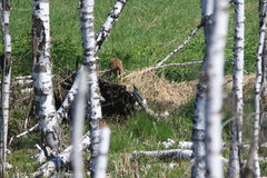Marmota kastschenkoi