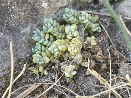 Sedum dasyphyllum, photograph 4