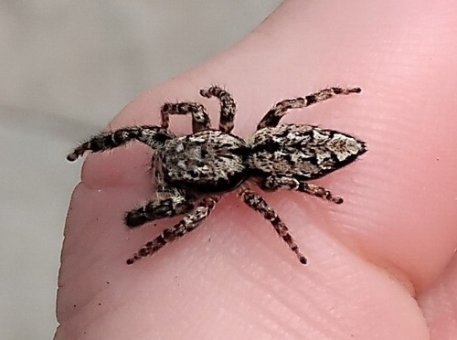Fencepost jumping spider