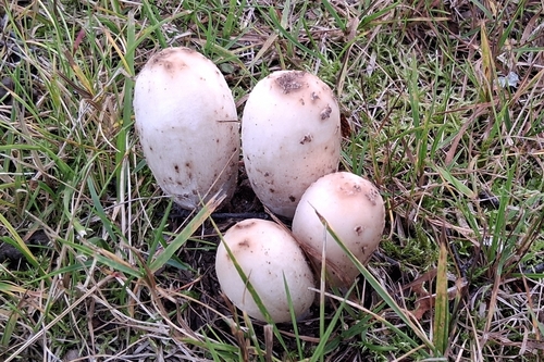 Shaggy Mane