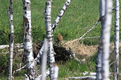 Marmota kastschenkoi