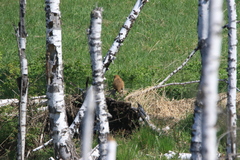 Marmota kastschenkoi